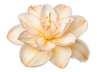 Photo sur Plexiglas stunning azalea flower blooms gracefully with soft petals and delicate colors, showcasing nature beauty and elegance