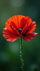 Crimson poppy, glistening raindrops cling to petals , red, nature, plant