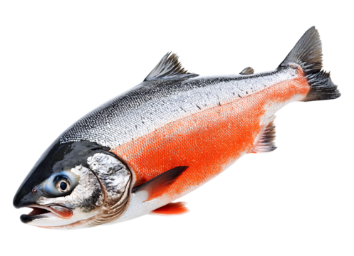 Salmon fish - Powered by Adobe