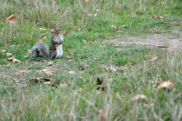Curious gray squirrel standing on grass in a park