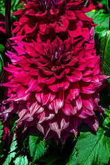View of dahlia in the garden. Variety - Babylon Paars