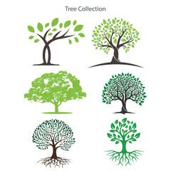 Fototapeta premium Vector illustration of a collection of trees isolated on a white background.