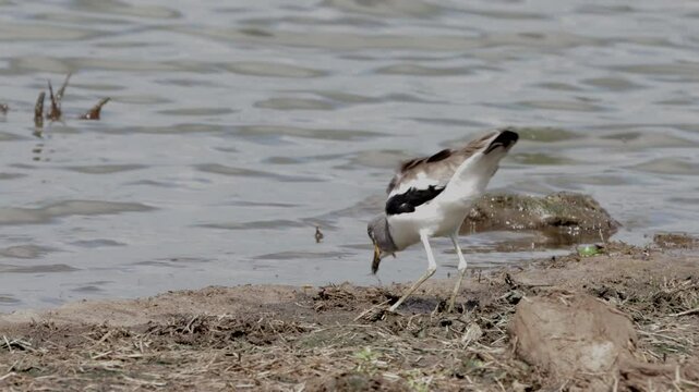 White-crowned lapwing feeding at dam