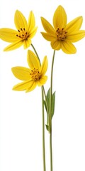 Obraz premium Three vibrant yellow flowers with water droplets, stems, and leaves against a white background.