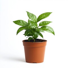 Vibrant green coffee plant in a brown pot against a bright white background.