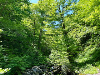 Obraz premium 新緑の森