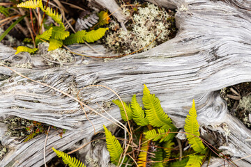 Macro shot of ancient tree roots with deep veins spreading across the earth. The white wood texture reveals age, strength, and a powerful connection between nature and time. Fragile balance of nature