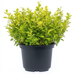 Fototapeta premium Vibrant yellow green shrub in a black plastic pot against a white background. Lush foliage and healthy growth.