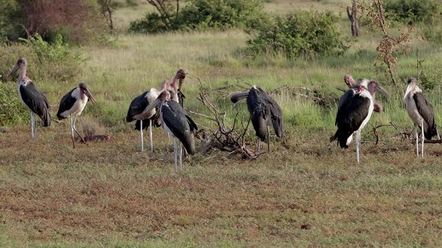 Marabou stork muster enjoy winter early morning sun
