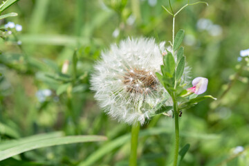 風に舞うタンポポの種