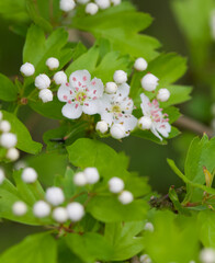 Beautiful close-up of crataegus monogyna