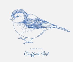 Hand Drawn Chaffinch Bird Elegant Nature Illustration