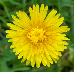 Beautiful close-up of taraxacum officinale