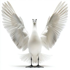 Obraz premium White goose with wings spread wide against a white background.