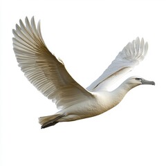 Obraz premium White bird in flight against a white background. The bird's wings are spread wide, and its body is angled slightly to the right.
