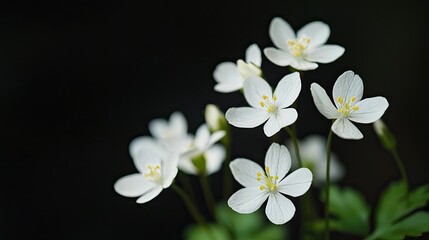 Delicate white wildflowers cluster against a dark backdrop.