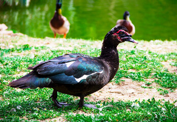 Black muscovy duck on grass by the lake. Close up Muscovy duck or goose.