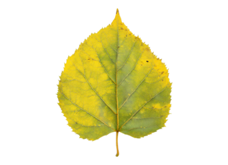 Vivid poplar leaf
