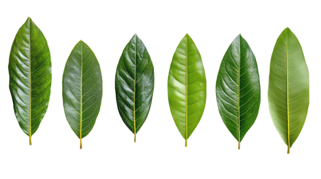 A collection of six glossy green leaves arranged in a row on a white background