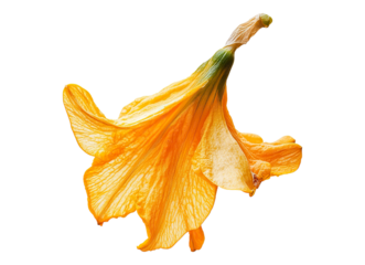 Yellow Daffodil Bloom