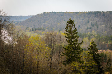 Expansive view of a dense forested hillside in early spring, with trees beginning to bud in soft green tones under an overcast sky.