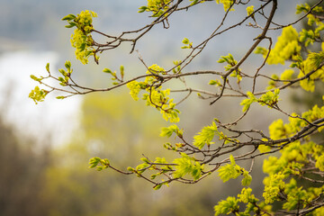 Close-up of bright green leaves budding on tree branches in early spring, symbolizing new growth and the arrival of warmer weather.