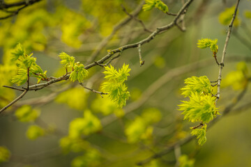 Close-up of bright green leaves budding on tree branches in early spring, symbolizing new growth and the arrival of warmer weather.