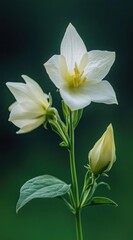 Obraz premium Delicate White Flower Buds and Blooms on a Soft Green Background in Natural Light