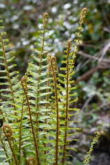 Joli feuillage de fougères