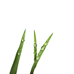 Close up of green grass with water droplets on black background photo on transparent background