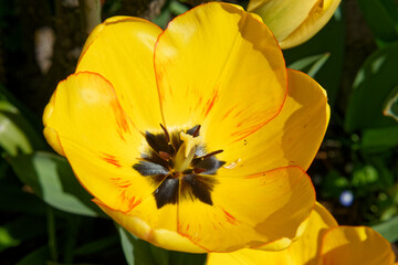 Close-up of a yellow tulip flower, garden