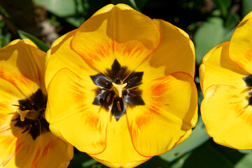 Close-up of a yellow tulip flower, garden