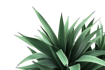 3D Design of a Yucca Plant with Sharp Leaves, Isolated on White Background