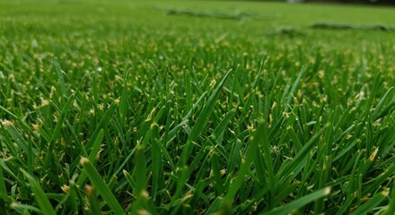 Obraz premium Lush Green Grass Photo