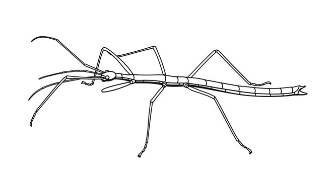 Stick Insect Outline Illustration