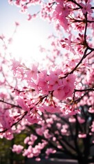 Fototapeta premium Sunlight illuminates delicate pink cherry blossoms gently swaying in a spring breeze, light, vibrant, garden