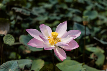 Close-up of a beautiful pink lotus flower in a pond.