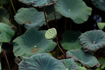 Close-up of a vibrant green lotus seed pod in a natural setting.