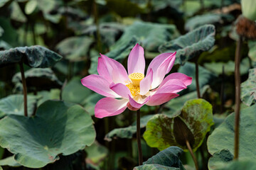 Obraz premium Close-up of a beautiful pink lotus flower in a pond.