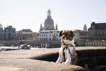 Die Stadt Dresden mit einem Hund erkunden 1
