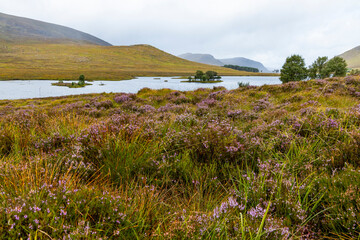 Winding through the Scottish Highlands, the road unveils green pastures, roaming wildlife, and vast unspoiled landscapes. A journey through raw beauty, freedom, silence,nature, timeless wilderness.