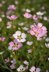 Fototapeta premium Delicate white and pink Bacopa monnieri blossoms in a field, showcasing aromatic flowers, summer, plant, close-up