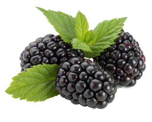 Group of three black raspberries with leaves
