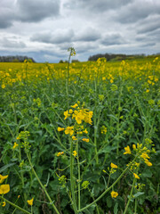 Fototapeta premium vast rapeseed field blooms with bright yellow flowers beneath a dramatic, cloudy sky, blending vibrancy and calm in a rural spring landscape