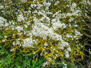 dense cluster of white blackthorn blossoms spreads across golden-barked branches, surrounded by...