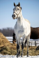Obraz premium white horse in the field