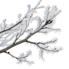 Watercolor Winter frozen tree branch Photoshop isolated on transparent background