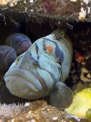 A giant Grouper fish in an aquarium setting