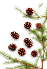 Fototapeta premium A corner arrangement of fresh fir branches and pine cones on a pristine white background, decoration, juniper, botany