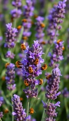 Obraz premium Busy bees pollinating vibrant purple lavender, surrounded by beeswax garden insects, serenity, close-up